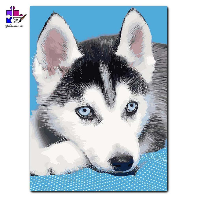 Der kleine Husky auf der blauen Decke | Malen nach Zahlen-Zahlmaler.de