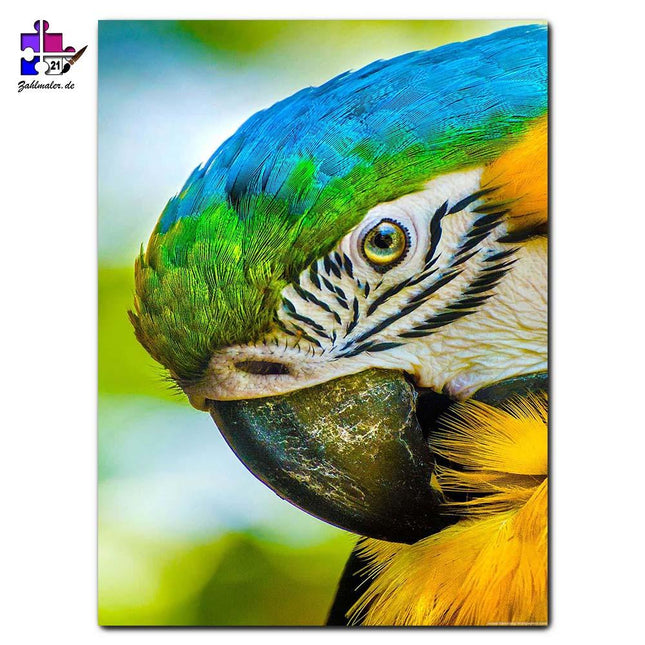Der Papagei - Close Up | Malen nach Zahlen-Zahlmaler.de