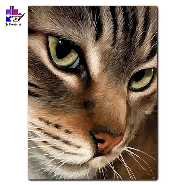 Der traurige Blick der kleinen Katze | Malen nach Zahlen-Zahlmaler.de