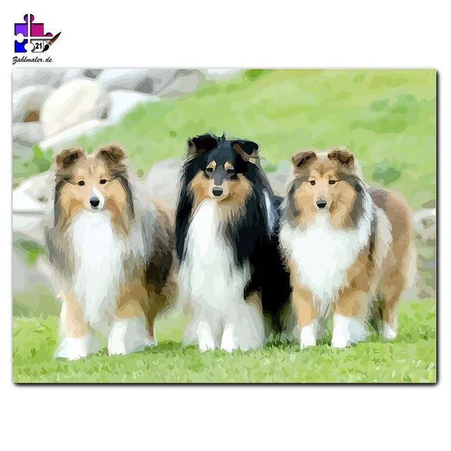 Die drei besten Freude Langhaarcollies | Malen nach Zahlen-Zahlmaler.de