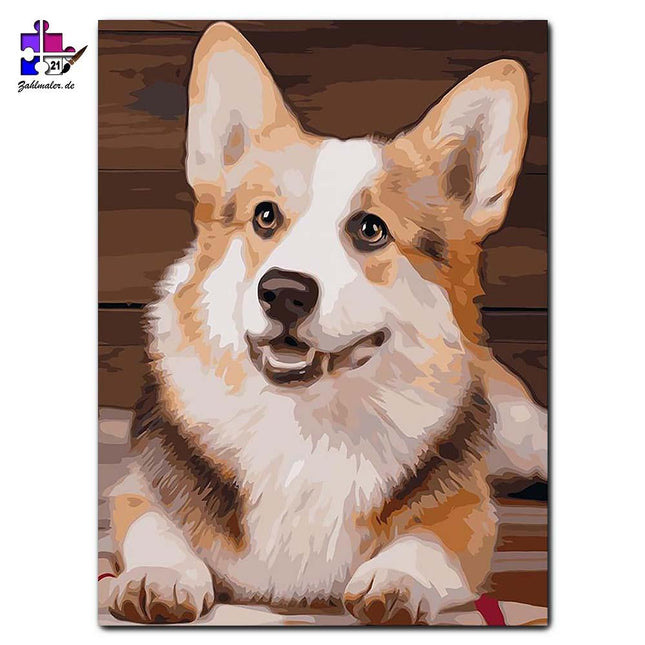 Fred der klein Corgi | Malen nach Zahlen-Zahlmaler.de