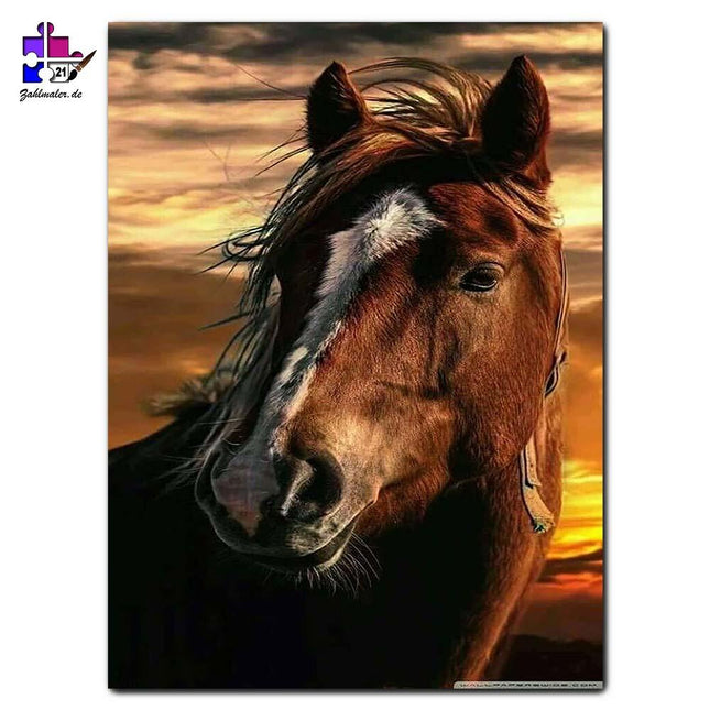 Hengst im Sonnenuntergang | Malen nach Zahlen-Zahlmaler.de