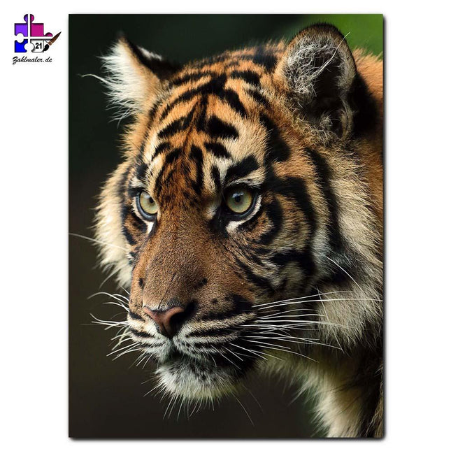 Jagender kleiner Tiger | Malen nach Zahlen-Zahlmaler.de