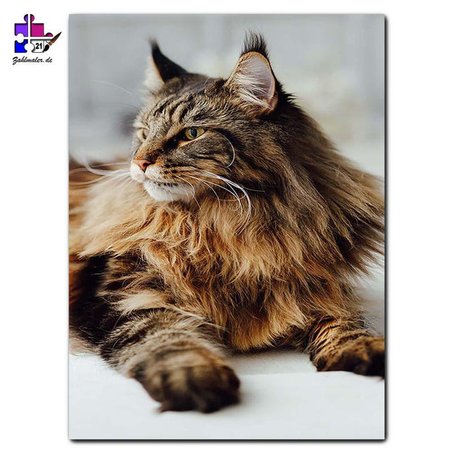 Katze im Bett | Malen nach Zahlen-Zahlmaler.de