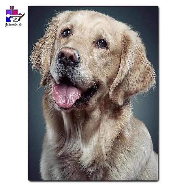 Labrador Portrait | Malen nach Zahlen-Zahlmaler.de