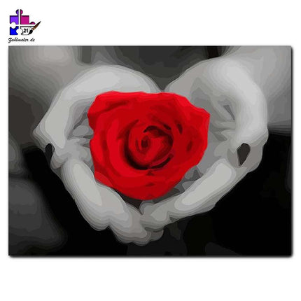Rote Rose auf Händen - schwarz-weiß Hintergrund | Malen nach Zahlen-Zahlmaler.de
