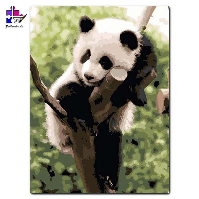 Schlafender Panda im Zoo | Malen nach Zahlen-Zahlmaler.de