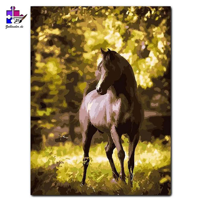 Schwarzer Hengst auf der Lichtung | Malen nach Zahlen-Zahlmaler.de