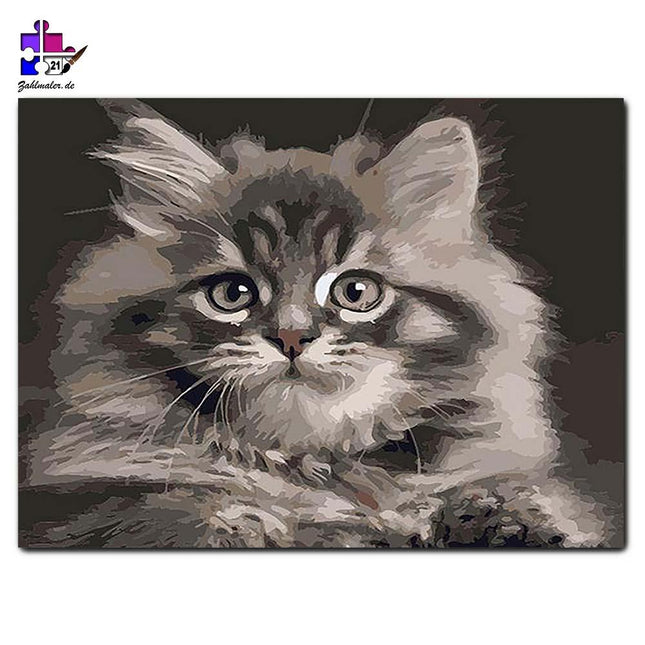 Süße Katze | Malen nach Zahlen-Zahlmaler.de