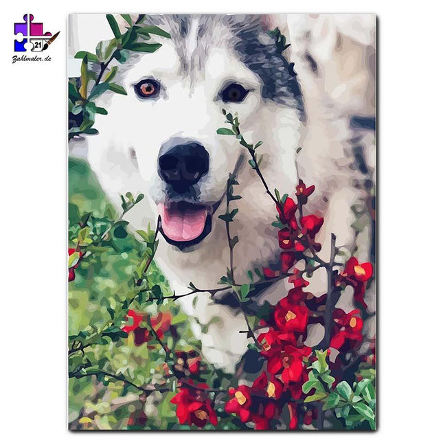 Süßer Husky im Busch | Malen nach Zahlen-Zahlmaler.de