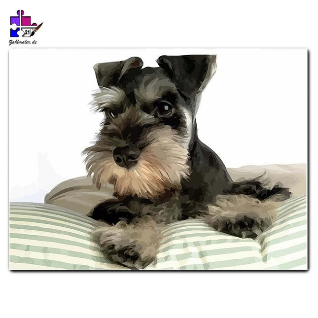 Süßer Schnauzer | Malen nach Zahlen-Zahlmaler.de